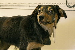 https://upload.wikimedia.org/wikipedia/commons/thumb/e/ec/One_of_Pavlov%27s_dogs.jpg/250px-One_of_Pavlov%27s_dogs.jpg