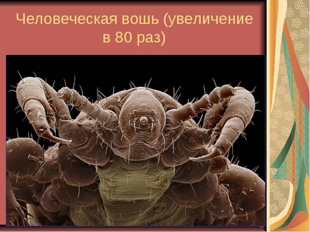 http://rpp.nashaucheba.ru/pars_docs/refs/165/164243/img2.jpg