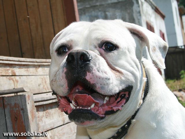 http://sobaka.lv/img/K0901/Small/209-0103-1235-K-Amer.jpg
