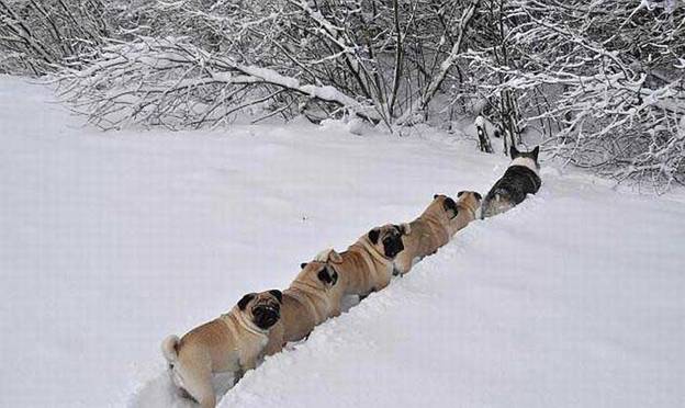 http://thejugglingsteve.com/images/dogs-straight.jpg