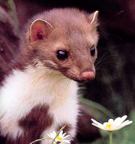 ласка