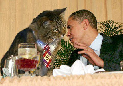 http://3.bp.blogspot.com/-XVpt0TpeXZM/UWbjuP2Gh6I/AAAAAAAAC6s/B9vB1hLwCAo/s1600/obama-cat.jpg