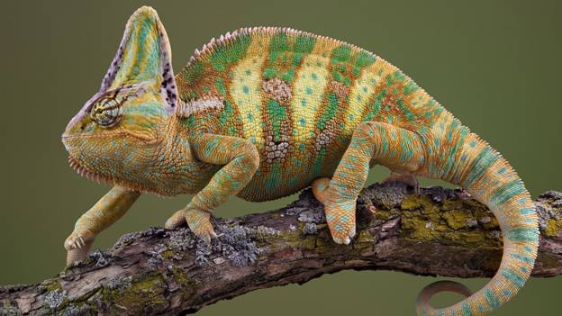http://buziza.ru/g/34/hameleon_polzat_okras_polosatyy_vetka_moh_1920x1080.jpg