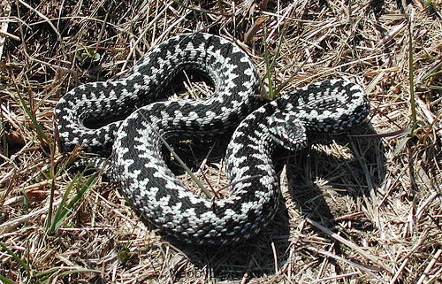 http://neobychno.com/img/2010/02/snake-03-vipera.jpg