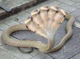 http://www.southdreamz.com/wp-content/uploads/2010/07/5HeadSnake_2.jpg