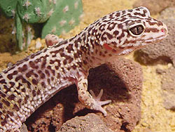http://zooclub.ru/attach/fotogal/oboi/rept/7a.jpg