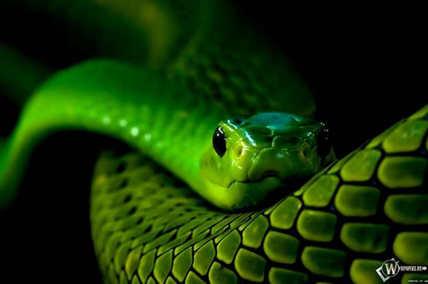https://monetki.files.wordpress.com/2012/12/snake.jpg