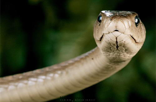 http://neobychno.com/img/2010/02/snake-01-mamba.jpg