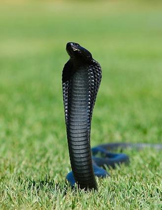 http://img.gazeta.ru/files3/333/5117333/Snake_Black_Spitting_Cobra_James_Gradwell_Bushmans_Kloof-pic4_zoom-1000x1000-37039.jpg