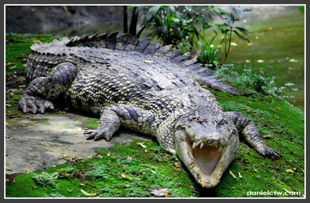 http://danielctw.com/wp-content/uploads/2008/07/crocodile.jpg