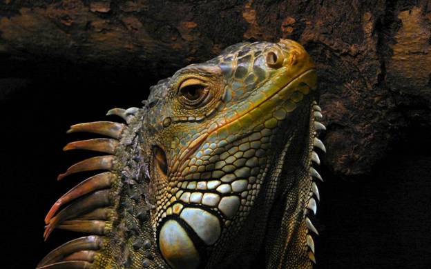 http://wallface.ru/photo/46/varan_zhivotnoe_reptiliya_golova_1920x1200.jpg