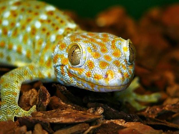 http://50mm.ru/images/reptilia_photos/short_reptilia_photos.jpg