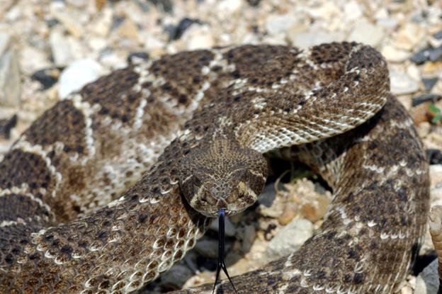 http://cdn.oboi7.com/51193af3a95cd5ed73aa0c520b5b9b1b020e7c1f/zhivotnye-zmei-reptilii-gremuchie-zmei.jpg