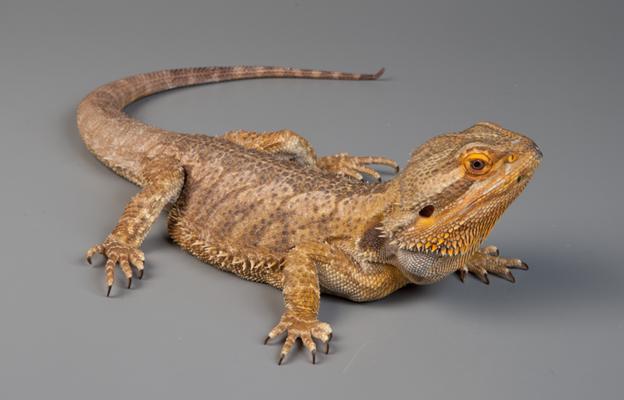 http://animalsadda.com/wp-content/uploads/2015/04/Bearded-Dragon-5.png