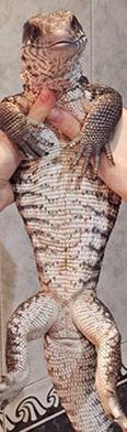 http://www.kulturologia.ru/files/u18046/pet-lizard-16.jpg