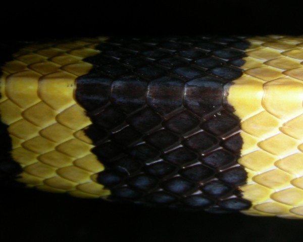https://upload.wikimedia.org/wikipedia/commons/7/78/AB_053_Banded_Krait.JPG