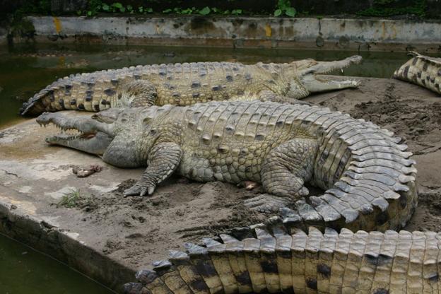 http://usiter.com/uploads/20120326/krokodil+reptilii+zhivotnie+26451511679.jpg