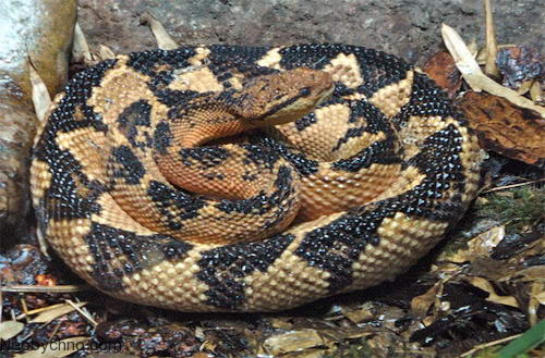 http://neobychno.com/img/2010/02/snake-11-bushmaster.jpg