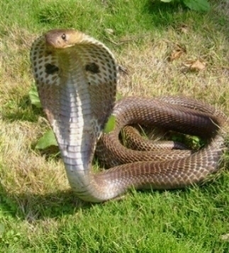 http://static.cibocanigatti.it/rettili/serpenti/veleno-serpenti_O1.jpg