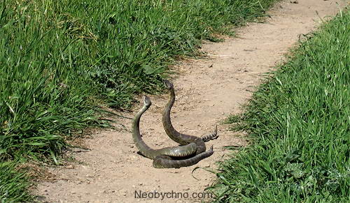 http://neobychno.com/img/2010/02/snake-08-crotalus.jpg