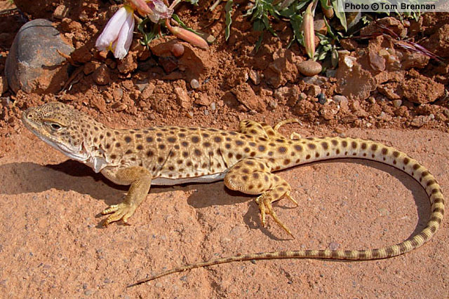 http://www.reptilesofaz.org/Graphics/Lizards/GAMWIS-5.jpg