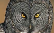 http://tse1.mm.bing.net/th?&id=OIP.M0b3dab289973322189269e5c686e35c0o0&w=210&h=136&c=0&pid=1.9&rs=0&p=0&r=0